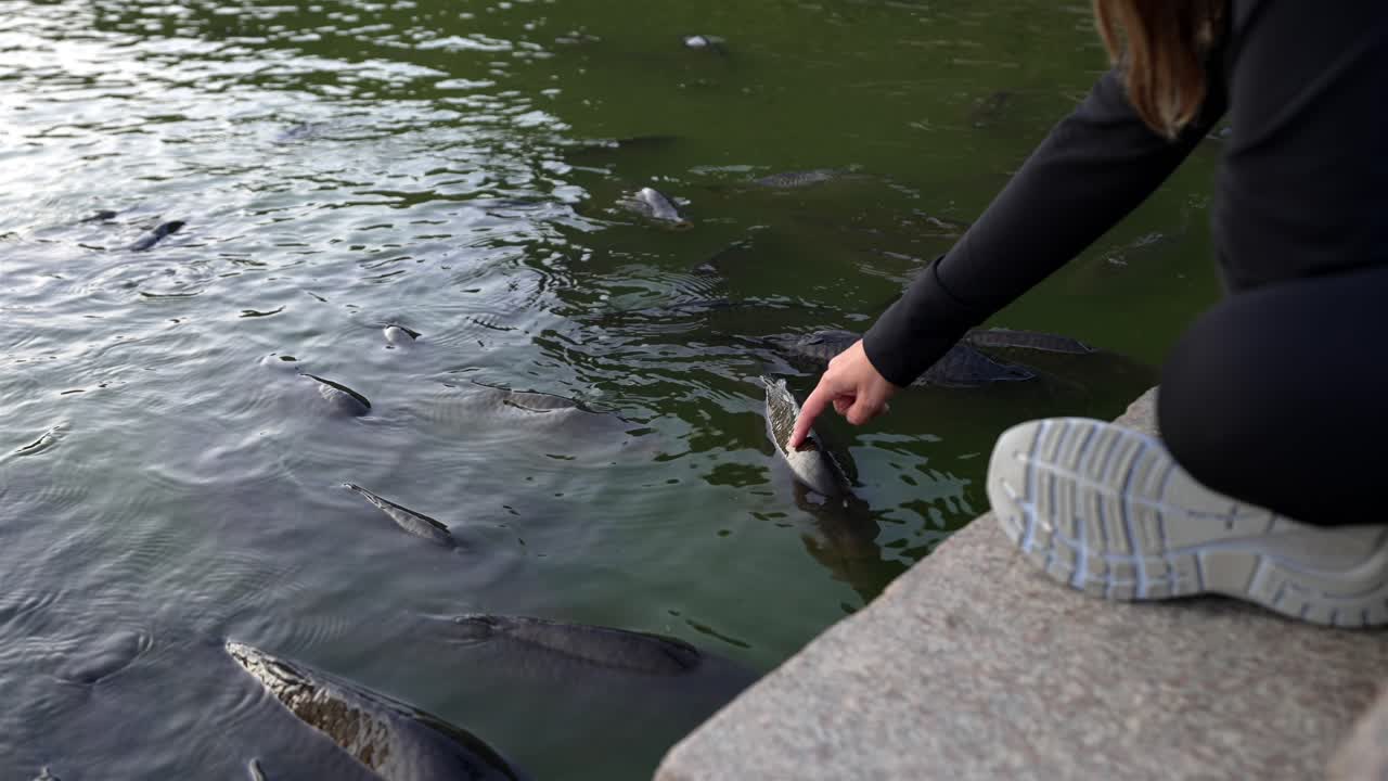 Slow motion of a young woman touching carps swimming in the moat of Rosenborg Castle, Copenhagen, Denmark