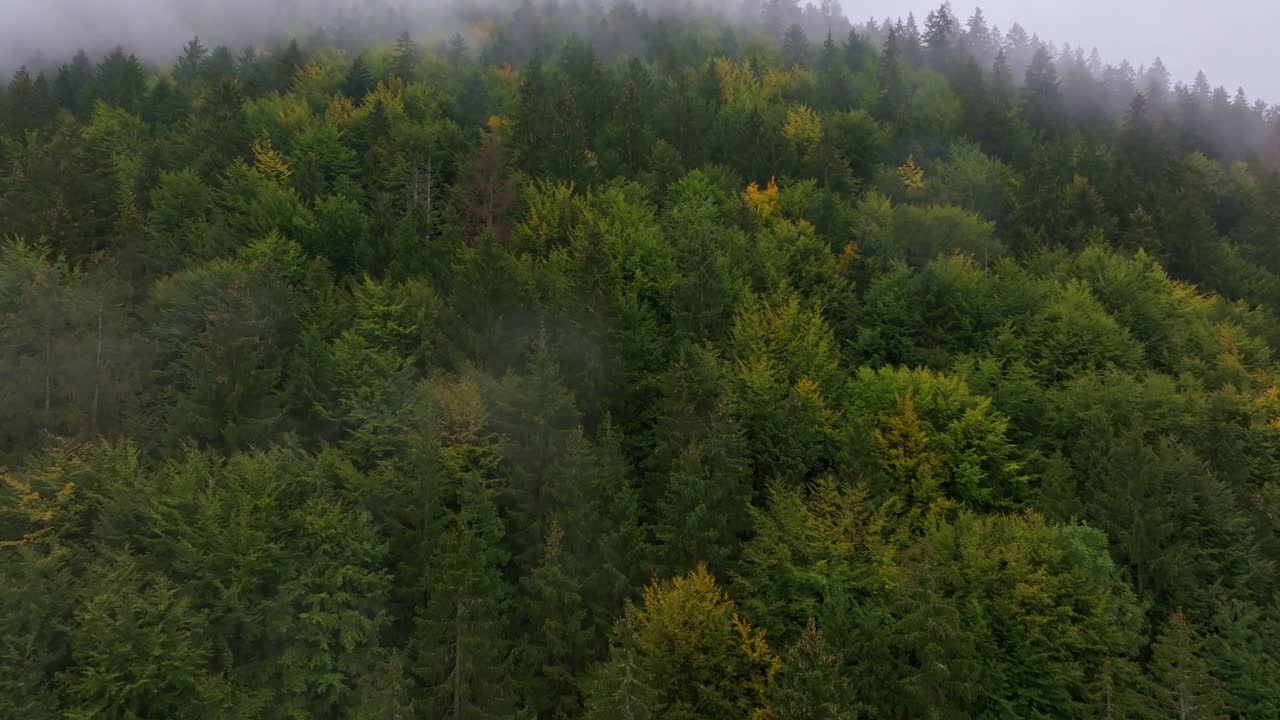 Ripresa con drone di una foresta mistica avvolta nella fitta nebbia mattutina.