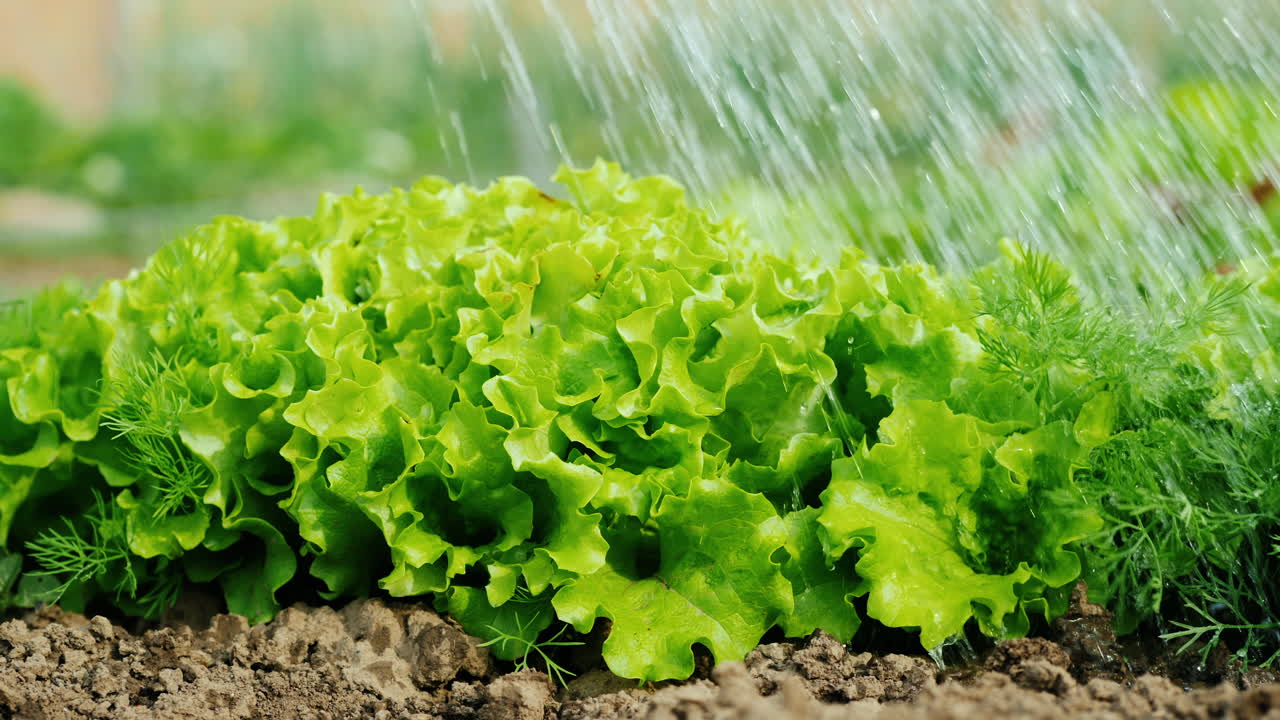 planta industrial para riego de campos aguas papas