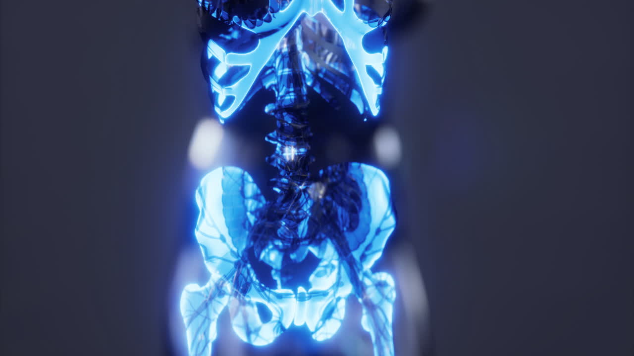 Detailed view of human skeletal anatomy focusing on the knee structure