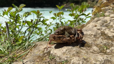 two brown frogs on top of the other mating and walking slowly on a stone with fast moving river in the background. spring, daytime sunny, close up