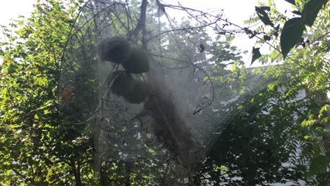 Östliches-Zelt-Raupennest-Auf-Walnussbaum-Gebaut