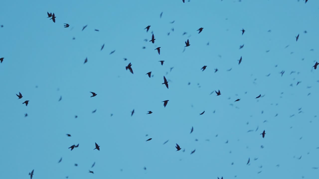 석양에 날아다니는 수천 마리의 보라색 마틴 새
