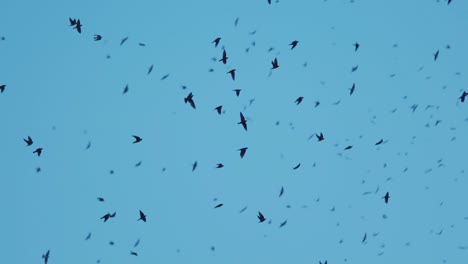 Thousands-of-Purple-Martin-Birds-Flying-at-Sunset
