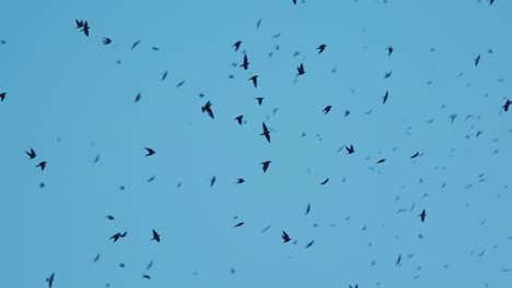 thousands of purple martin birds flying at sunset