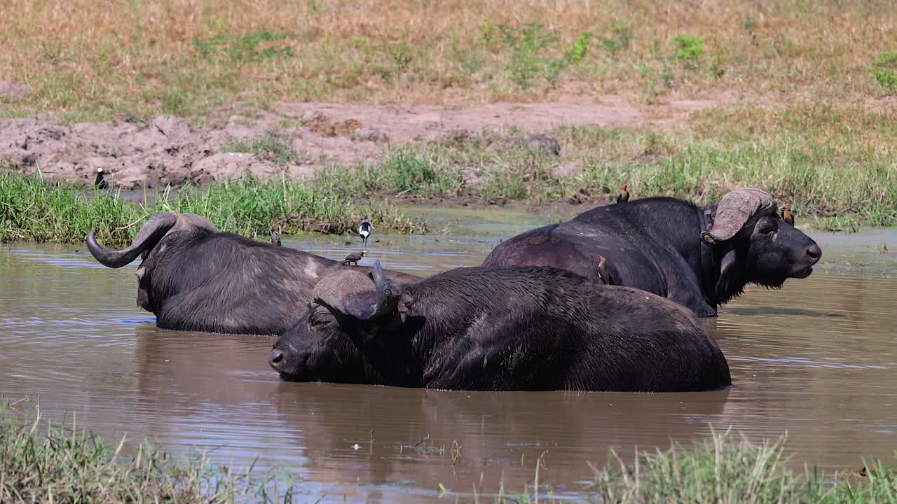 Cape buffalo chew cud in water as oxpecker birds look for parasites
