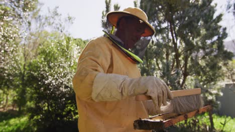 senior caucasian male beekeeper in protective clothing cleaning honeycomb frame from a beehive