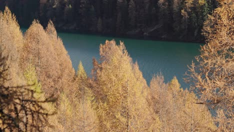 autumnal lake scene with yellow larch trees