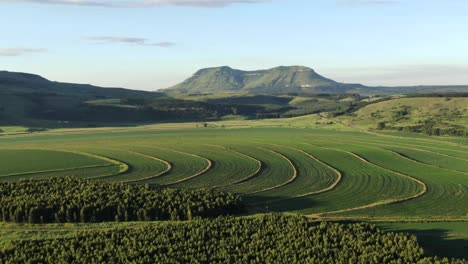 Antenne:-Leuchtend-Grüne-Sojabohnenernte-In-Der-Ländlichen-Afrikanischen-Landwirtschaft