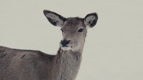 Porträt-Einer-Hirschkuh,-Die-In-Einer-Winterlandschaft-Steht