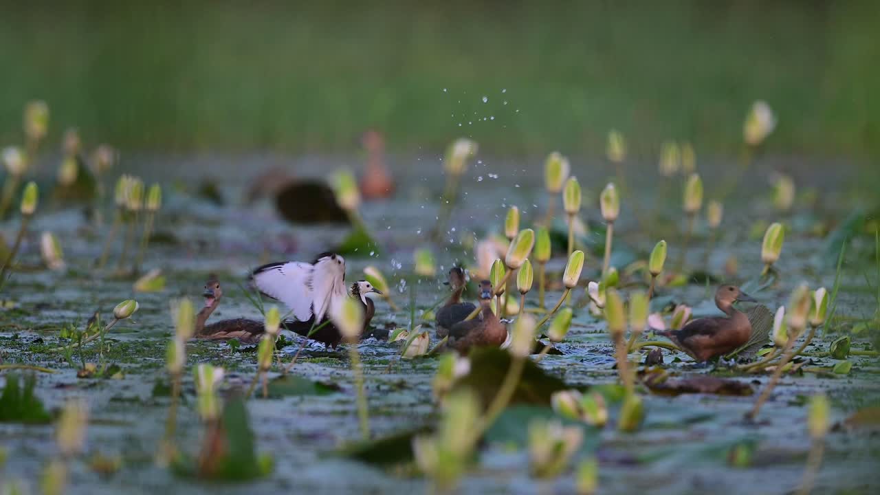 фазан-хвостый якана, сражающийся с утками