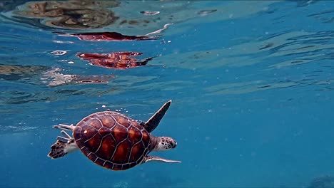 swimming sea turtle on blue crystal water