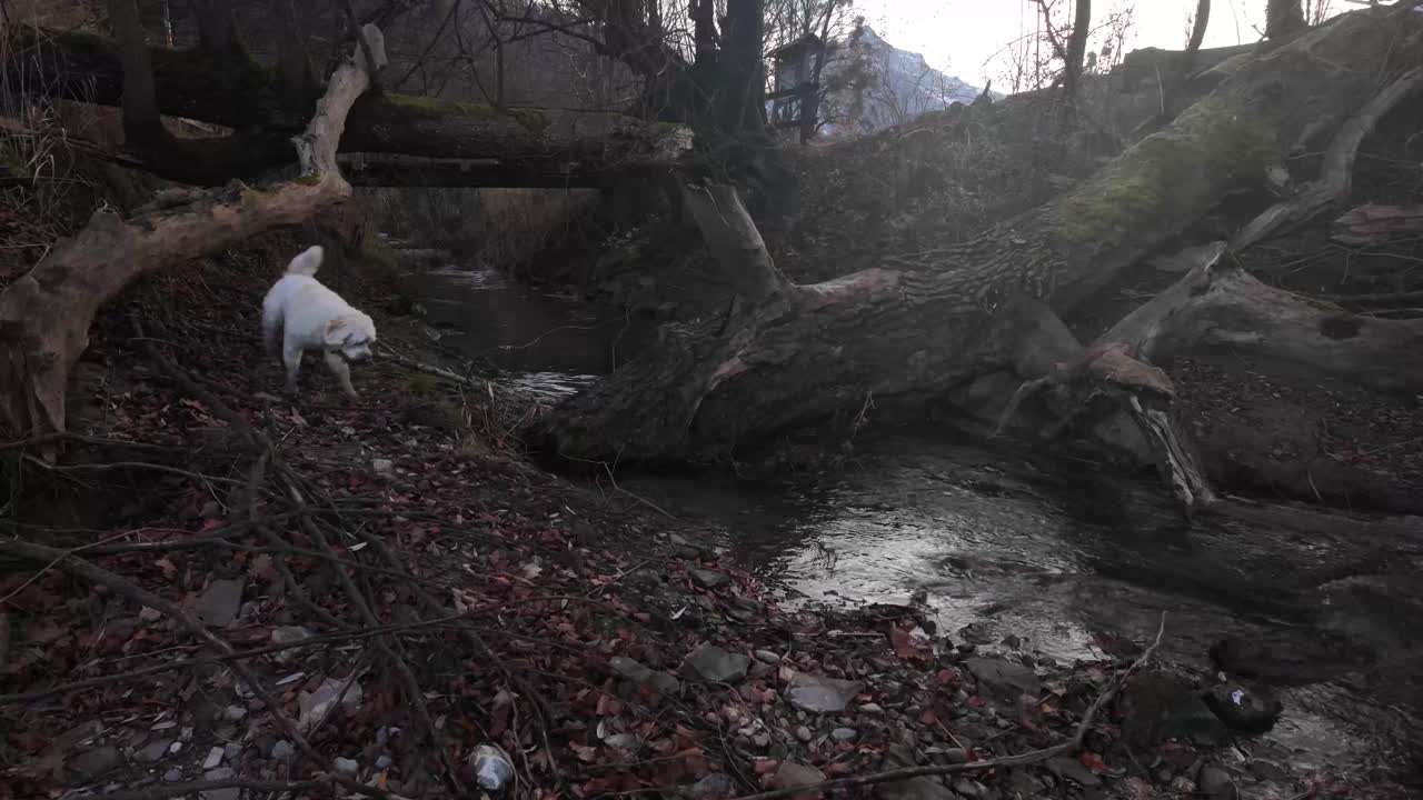 Dog pet nature forest adventure Switzerland river creek labradoodle breed outdoor