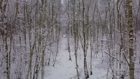 caminando pov en bosque snowy winer bosques nieve blanca paisaje