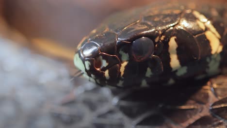 spilotes pullatus, comúnmente conocido como la caninana, serpiente pollo, serpiente rata amarilla, o serpiente tigre, es una especie de serpiente colubrída no venenosa endémica de las partes más cálidas de las américas.