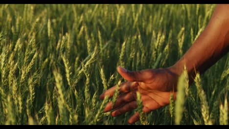 mano en un campo de trigo