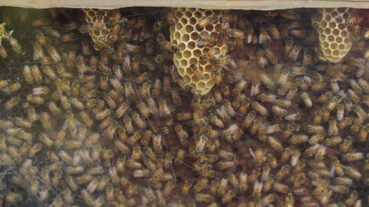 Close-up of a bustling bee colony in a beehive with visible honeycomb