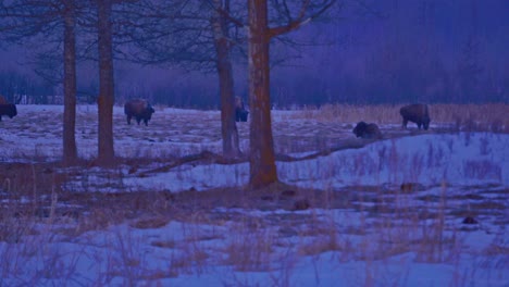 Winterbüffel,-Die-Im-Elk-Island-Provincial-Park-In-Alberta,-Kanada,-Während-Eines-Morgensonnenaufgangs-Durch-Eine-Dichte-Waldebene-Mit-Einigen-Hügeln-Weiden,-Und-Ihre-Nachkommen,-Die-Von-Ihren-Eltern-Als-Dunstaufzüge-Gesammelt-Wurden-1-4