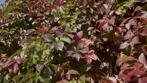 plants in vertical garden