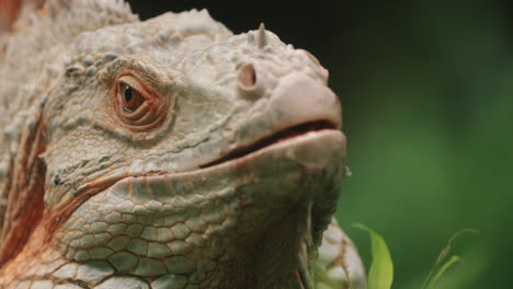 primer plano de la cara de la iguana verde