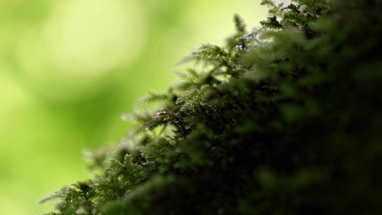 Macro close up of beautiful small plants covering the whole trunk of a tree in the Hoh Rainforest of Olympic National Park in Washington State, USA on a summer morning.