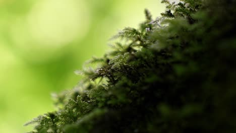 macro close up of beautiful small plants covering the whole trunk of a tree in the hoh rainforest of olympic national park in washington state, usa on a summer morning.