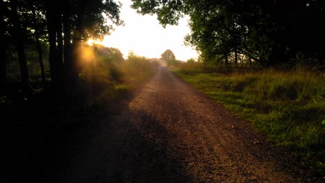 Peaceful-walk-path-in-beautiful-Veluwe-National-Park,-Netherlands,-dolly-out,-sunset-golden-hour-rays