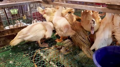 ducks confined in a market cage