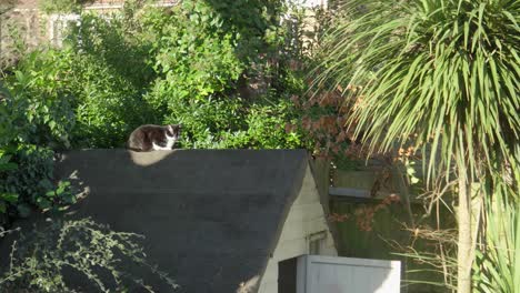 Un-Gato-Blanco-Y-Negro-Se-Sienta-En-La-Azotea-De-Un-Cobertizo-Bajo-El-Sol-De-La-Tarde