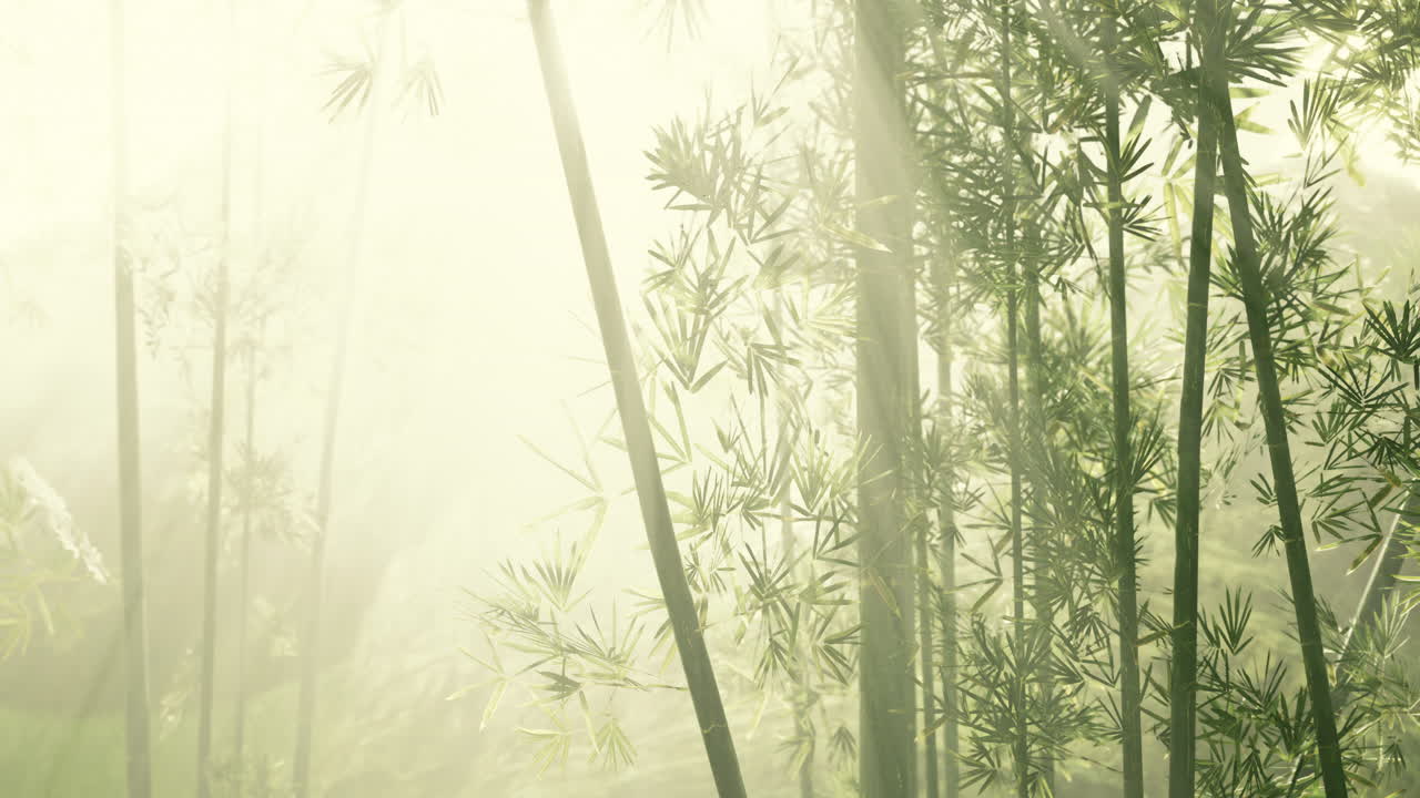 atmósfera matutina en un bosque de bambú