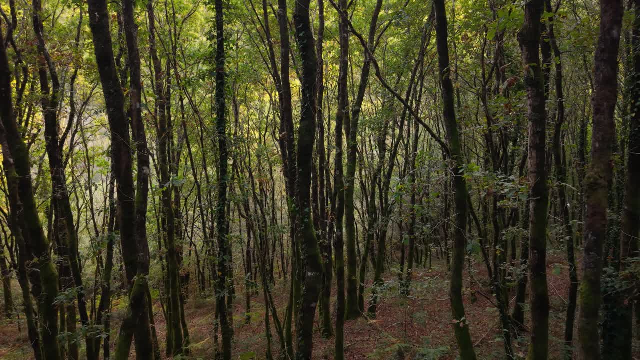 Creeping Plants Covered Trees With Thin Trunks In Forest Hike Near Vilasantar, A Coruña, Spain. Zoom Out Shot