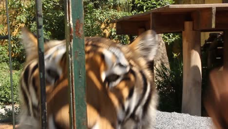 feeding tigers inside a cage