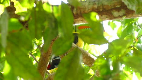 large toucan bird obscured by leaves sitting alone in tree