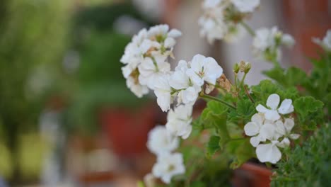 Geranio-Zonal-Blanco-Claro-De-Luna-La-Flor-Blanca-Al-Final-De-La-Floración-Se-Balancea-En-El-Viento-Y-Lo-Disfruta