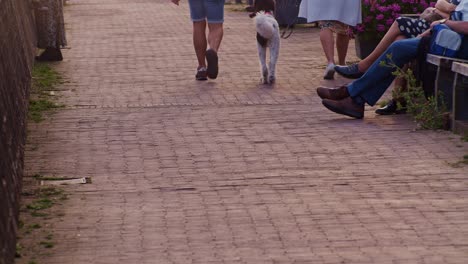 transeúntes caminando por la calle con una mascota de perro y personas sentadas cerca por la noche con paisajes cinematográficos episodio de vista desde un punto de vista de bajo ángulo en el suelo