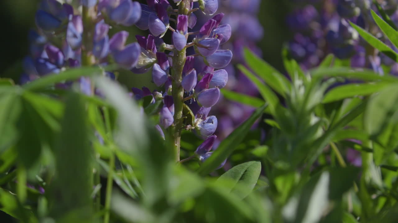 chinches apestosas invasivas no nativas en las hojas en el patio trasero del noroeste del pacífico