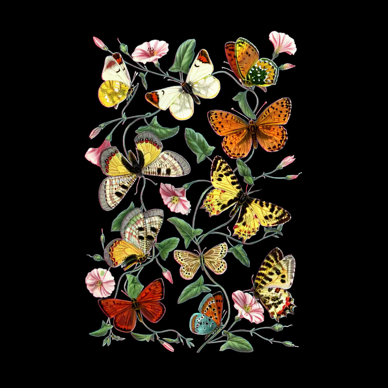 Animazione di farfalle colorate su fiori come risorsa isolata, video 4K trasparente, canale alfa.