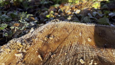 slow dolly forward shot of frozen wood trunk during sunny day in the morning, close up