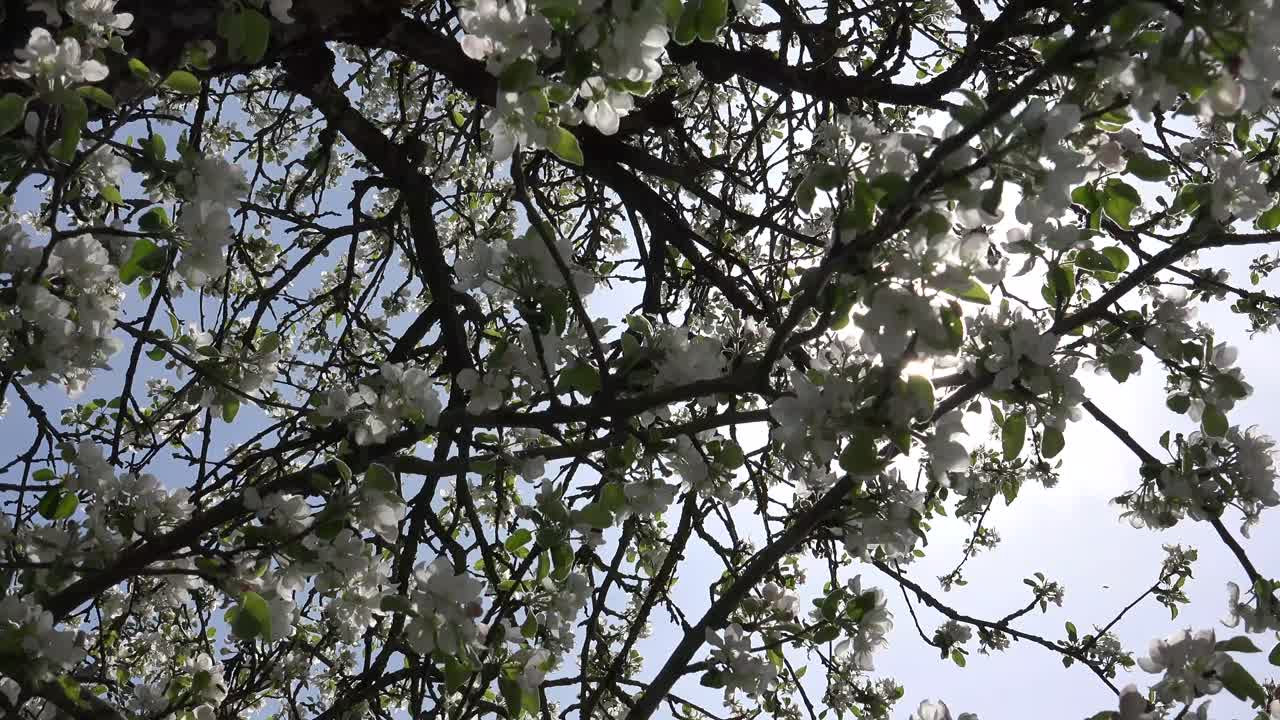 과일 나무는 인간과 일부 동물이 소비하거나 사용하는 과일을 맺는 나무입니다.