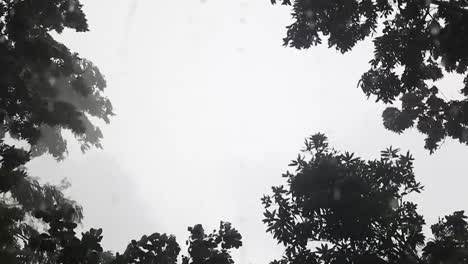 heavy rain on the background of silhouette of trees