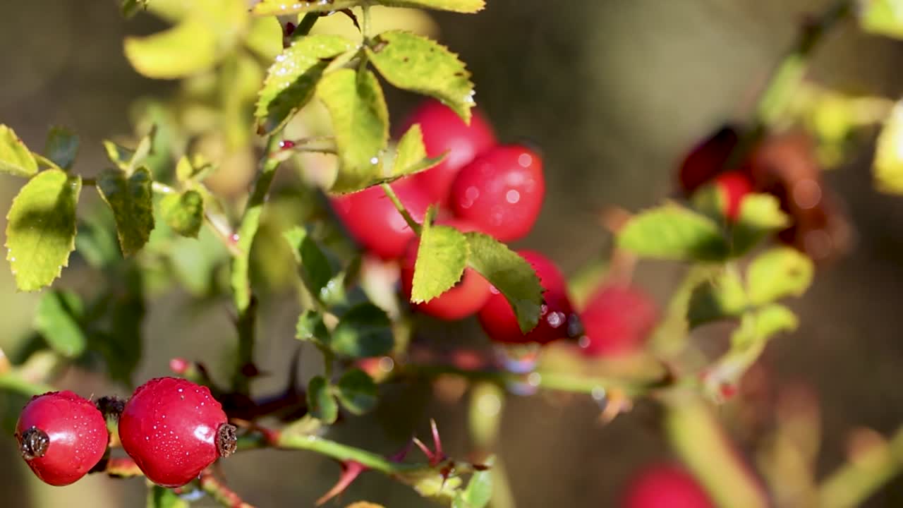 Detailed macro shot of bright red rosehip berries growing on thorny branches in sunlight