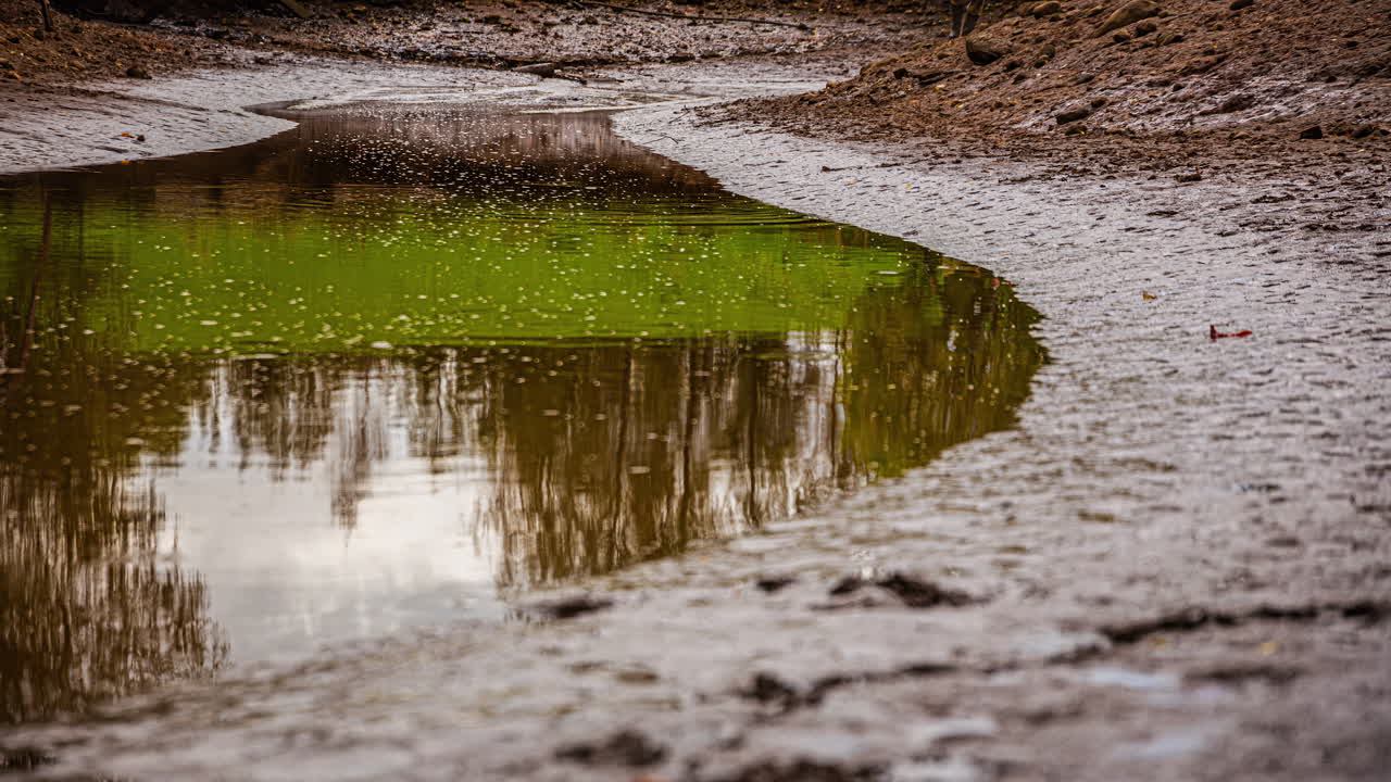 Water level along muddy bank slowly rises as stream or river widens and people visit water's edge in low forest