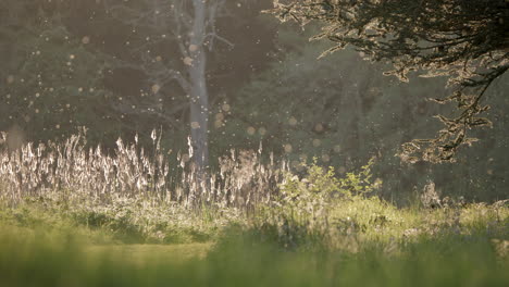 hay fever plants emitting pollen