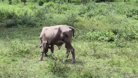 cow grazing in a field