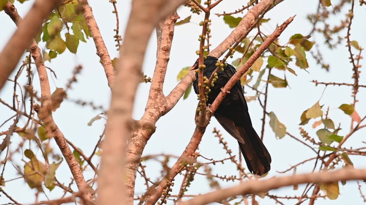hace caca mientras se posa en ramas desnudas durante una tarde de verano, koel asiático, eudynamys scolopaceus, macho, tailandia