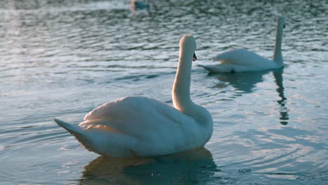 Hermosos-Cisnes-Blancos-Nadando-En-Un-Lago-Una-Mañana-Temprano-En-Cámara-Lenta---Primer-Plano