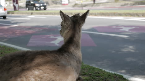 deer in the city of nara - japan