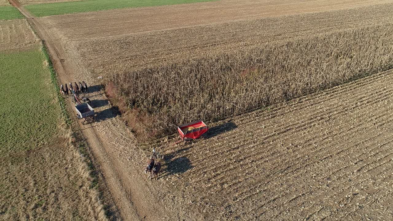 Aerial View of an Amish Farmer Harvesting His Autumn Crop of Corn With Five Horses Pulling his Harvester Changing Storage Wagon