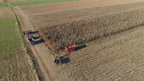 aerial view of an amish farmer harvesting his autumn crop of corn with five horses pulling his harvester changing storage wagon