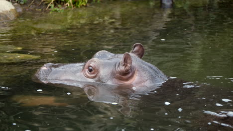 Zeitlupenaufnahme-Eines-Nilpferdbabys,-Das-Sich-Im-Wildwassersee-Im-Nationalpark-Abkühlt,-Nahaufnahme